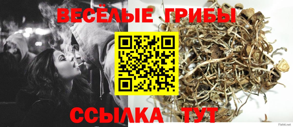 Псилоцибиновые грибы Psilocybine cubensis Нижнеудинск